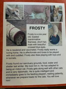 Siamese Cats Available for Adoption in Billings, Montana - Frosty | PetCurious
