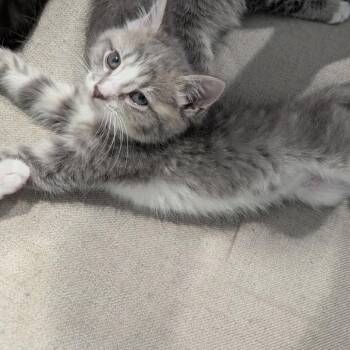 Domestic Short Hair Cats Available for Adoption in La Grange, Kentucky - Selah | PetCurious