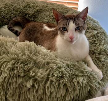 Siamese and Tabby Cats Available for Adoption - Pippin (CL) | PetCurious