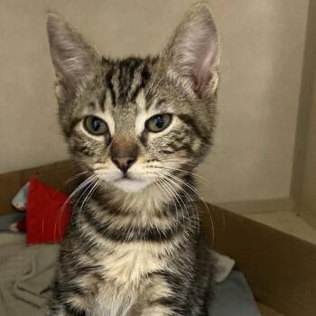 Domestic Short Hair Cats Available for Adoption in Westminster, California - Princess Noodle | PetCurious