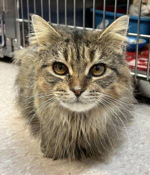 Rescue Domestic Long Hair Cats for Adoption in Sainte-angèle-de-monnoir, Quebec - SOLEIL (CR/SC) | PetCurious