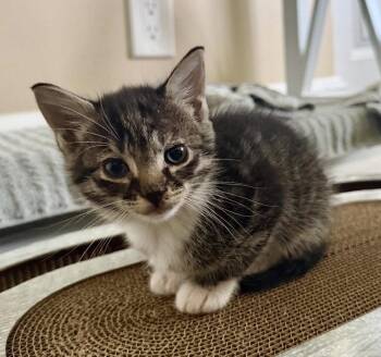 Domestic Short Hair Cats Available for Adoption in West Palm Beach, Florida - Ash * | PetCurious