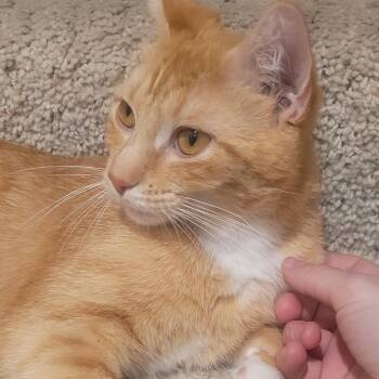 Domestic Short Hair Cats Available for Adoption in Buffalo, Minnesota - Golden Era | PetCurious