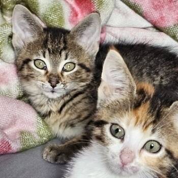 Rescue Domestic Short Hair Cats for Adoption in Chicago, Illinois - Bamm | PetCurious