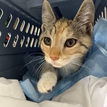 Scots -  Domestic Short Hair Cat for Adoption in Buffalo, New York - Scots | PetCurious