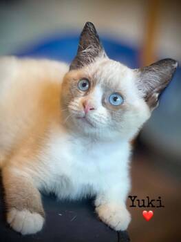 Yuki -  Domestic Short Hair and Siamese Cat for Adoption in Dansville, New York - Yuki | PetCurious