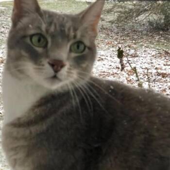 Domestic Short Hair Cats Available for Adoption in Harrisonburg, Virginia - Hooblie | PetCurious