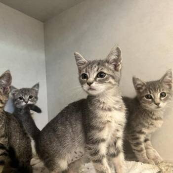 Maxi -  Domestic Short Hair Cat for Adoption in Dayton, Ohio - Maxi | PetCurious