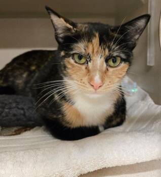 Calico Cats Available for Adoption - Kai | PetCurious