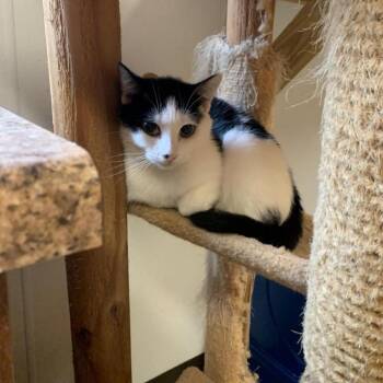 Domestic Short Hair Cats Available for Adoption - Attina | PetCurious