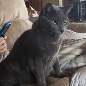 Kaladin -  Russian Blue and Domestic Short Hair Cat for Adoption - Kaladin | PetCurious
