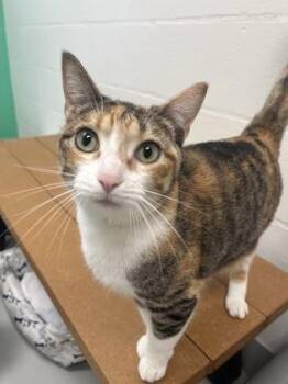 Domestic Short Hair Cats Available for Adoption in Largo, Florida - Jaxx | PetCurious