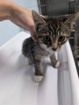 SONNY -  Domestic Short Hair Cat for Adoption in Westminster, Maryland - SONNY | PetCurious