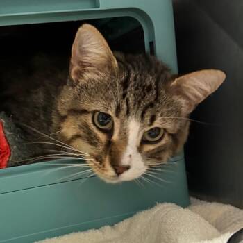 Sammich -  Domestic Short Hair Cat for Adoption in Edwardsville, Illinois - Sammich | PetCurious