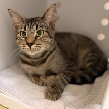Lydia -  Domestic Short Hair Cat for Adoption in Sarasota, Florida - Lydia | PetCurious