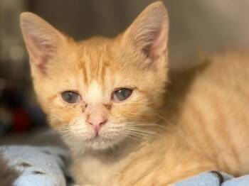 Marvin -  Domestic Short Hair Cat for Adoption in Portland, Oregon - Marvin | PetCurious