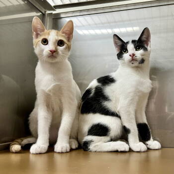 Rescue Domestic Short Hair Cats for Adoption in Oakland, California - Johnny (bonded W/ Sid) | PetCurious