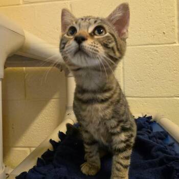 Bandit -  Domestic Short Hair Cat for Adoption - Bandit | PetCurious