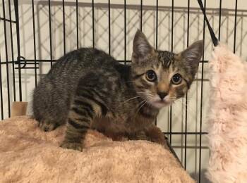 Rescue Domestic Short Hair Cats for Adoption in East Brunswick, New Jersey - Ricky | PetCurious