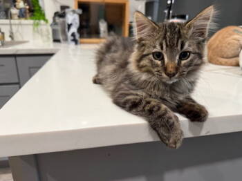 Rescue Domestic Short Hair Cats for Adoption in Rowlett, Texas - Pepito | PetCurious