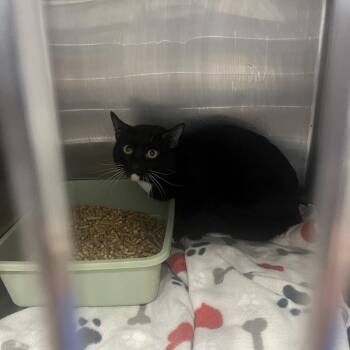 Domestic Short Hair Cats Available for Adoption in Franklin, North Carolina - Pancake | PetCurious