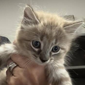 Jimmy -  Domestic Medium Hair Cat for Adoption in Midland, Texas - Jimmy | PetCurious