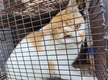 A658503 -  Domestic Short Hair Cat for Adoption in Houston, Texas - A658503 | PetCurious