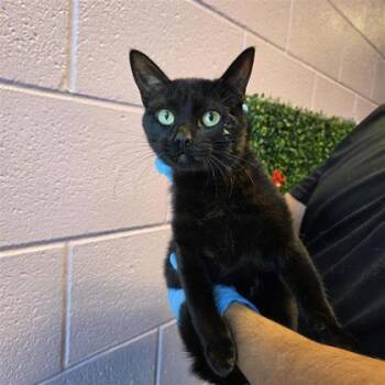 Domestic Short Hair Cats Available for Adoption in El Paso, Texas - 61053817 | PetCurious