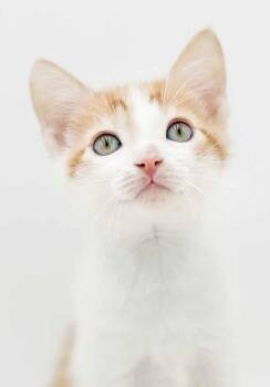 Turkish Van and Tabby Cats Available for Adoption in Bedford Hills, New York - Lennox!  What Is Not To Love?!   | PetCurious