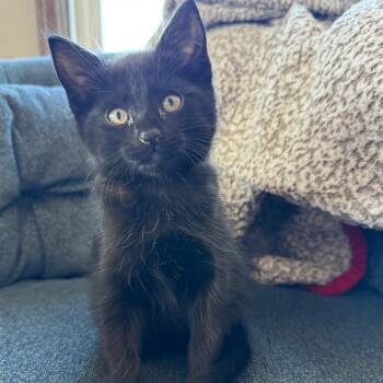 Domestic Short Hair Cats Available for Adoption in Pasco, Washington - Isabelle | PetCurious