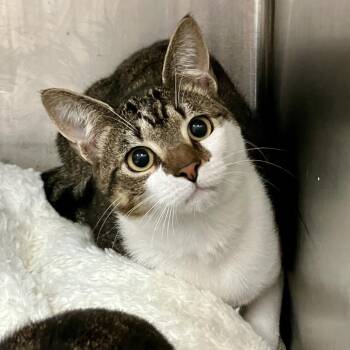 Domestic Short Hair Cats Available for Adoption - Crispin | PetCurious