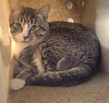 Domestic Short Hair Cats Available for Adoption - COCONUT | PetCurious