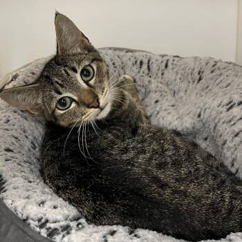 Tony -  Domestic Short Hair Cat for Adoption in West Palm Beach, Florida - Tony | PetCurious