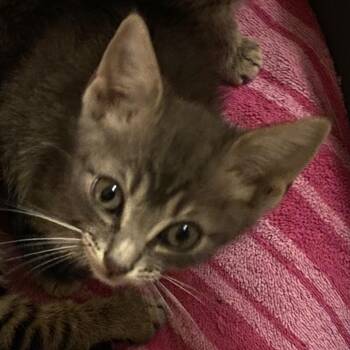 Newt -  Domestic Short Hair Cat for Adoption in Nashville, Tennessee - Newt | PetCurious