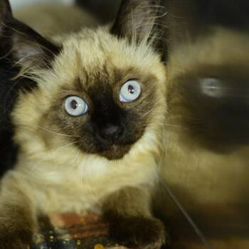 Tiki -  Domestic Long Hair Cat for Adoption in Idaho Falls, Idaho - Tiki | PetCurious