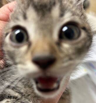 Rescue Domestic Short Hair Cats for Adoption in Riverside, California - IVOR | PetCurious