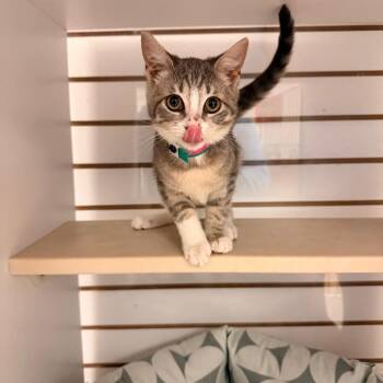 Domestic Short Hair Cats Available for Adoption - Oak | PetCurious