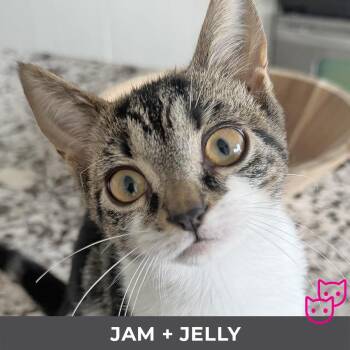 Jam (bonded with Jelly) -  Domestic Short Hair Cat for Adoption in Toronto, Ontario - Jam (bonded With Jelly) | PetCurious