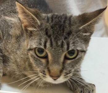 LADY -  Domestic Short Hair Cat for Adoption in Elizabethton, Tennessee - LADY | PetCurious