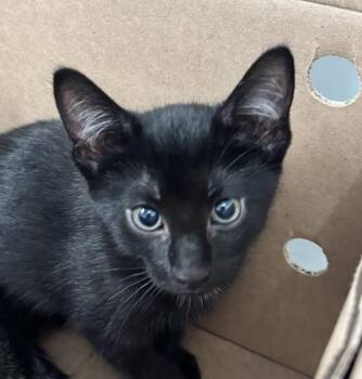 Toe Socks -  Domestic Short Hair Cat for Adoption - Toe Socks | PetCurious