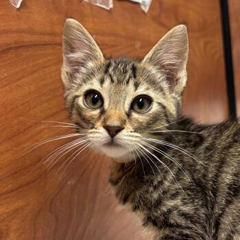 Domestic Short Hair Cats Available for Adoption in Sonora, California - Haru | PetCurious