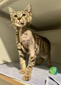 Domestic Short Hair Cats Available for Adoption - OSCAR | PetCurious