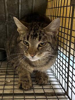 Ceres -  Domestic Short Hair Cat for Adoption in Mason City, Iowa - Ceres | PetCurious