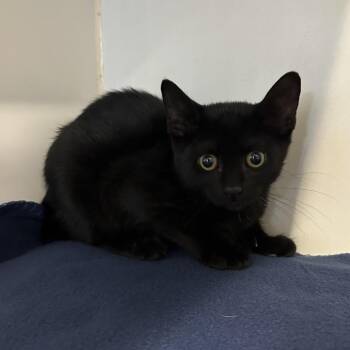 Bree -  Domestic Short Hair Cat for Adoption in Oak Brook, Illinois - Bree | PetCurious