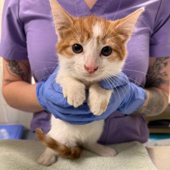 Musical Chairs -  Domestic Short Hair Cat for Adoption in Charlottesville, Virginia - Musical Chairs | PetCurious