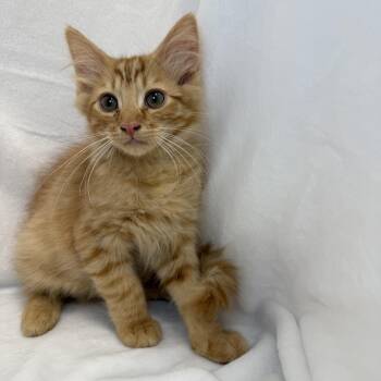 Sunny -  Domestic Short Hair and Tabby Cat for Adoption in Greensboro, North Carolina - Sunny | PetCurious