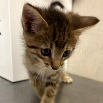 Sid -  Domestic Short Hair Cat for Adoption in Yuma, Arizona - Sid | PetCurious