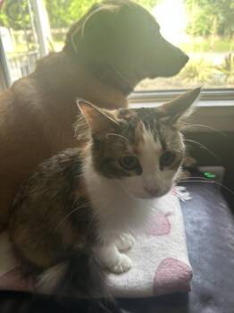 Domestic Long Hair and Calico Cats Available for Adoption in Little Rock, Arkansas - Barbie | PetCurious