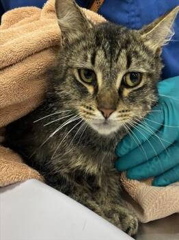 HUXLEY -  Domestic Medium Hair Cat Available for Adoption - HUXLEY | PetCurious