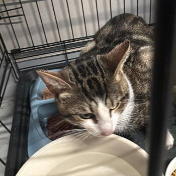 Domestic Short Hair Cats Available for Adoption - Chester | PetCurious